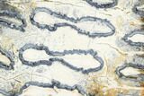 Polished Mammoth Molar Section - South Carolina #125554-1